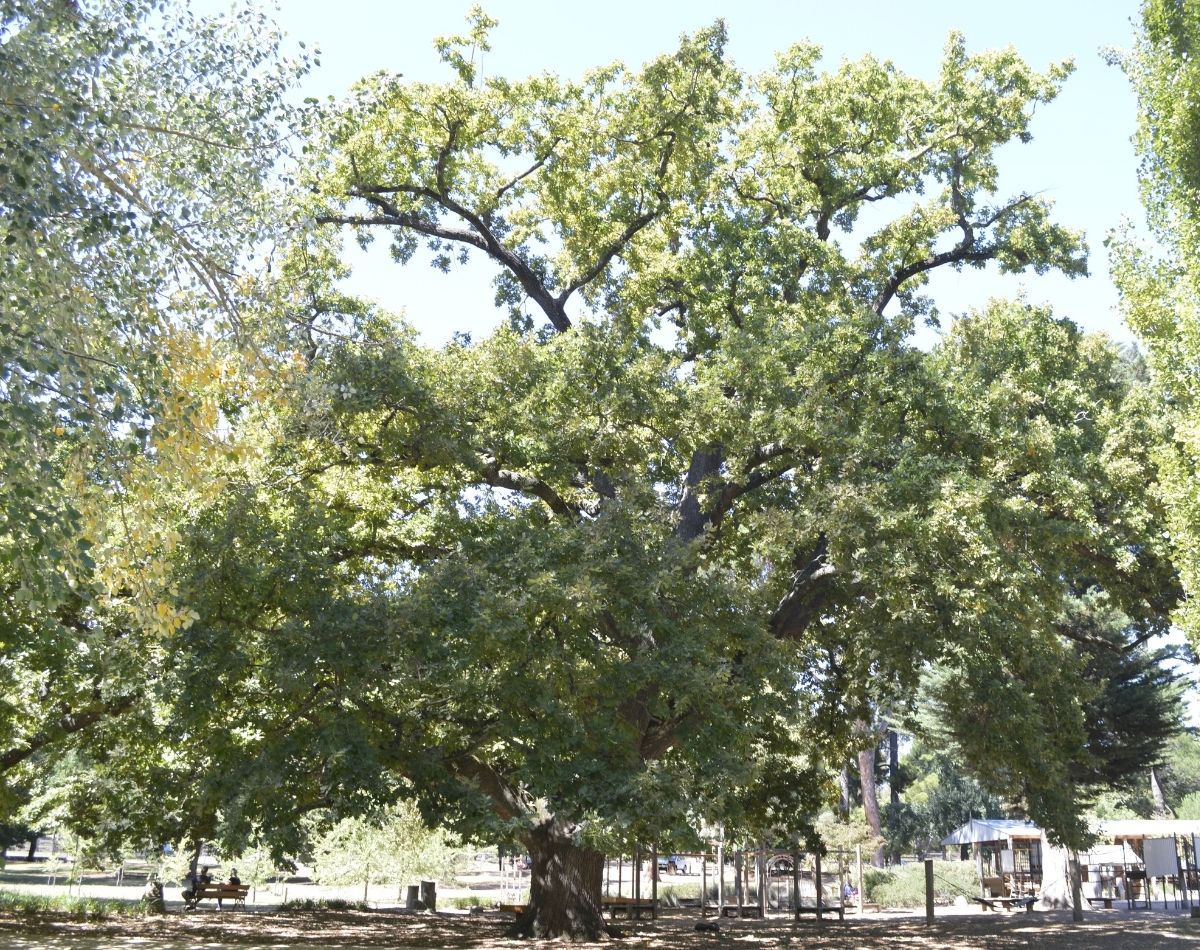 Royal Oak tree looking lush at the Castlemaine Botanical Gardens
